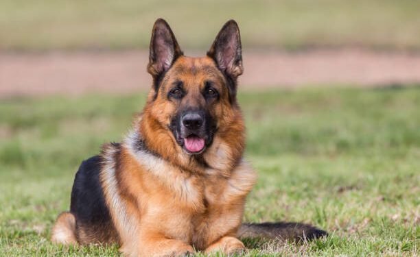 German Shepherd