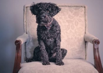Schnoodle Dog Breed