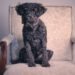 Schnoodle Dog Breed