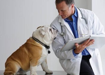 Acepromazine Maleate for Dogs