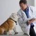 Acepromazine Maleate for Dogs