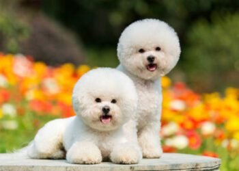 Bichon Frise
