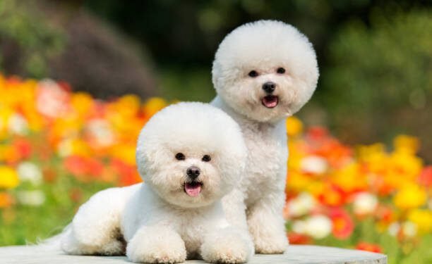 Bichon Frise