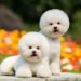 Bichon Frise