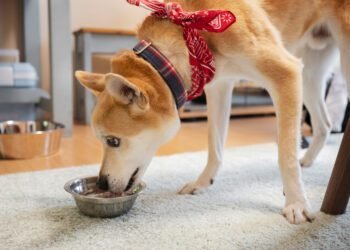 shiba inu eating lentils. Can dogs eat lentils
