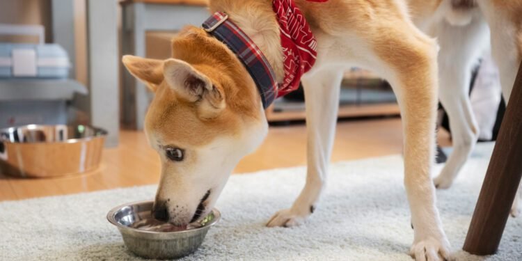 shiba inu eating lentils. Can dogs eat lentils
