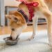 shiba inu eating lentils. Can dogs eat lentils