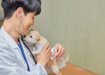 Pepto Bismol for Dogs: Benefits, Dosage, Side Effects, and More