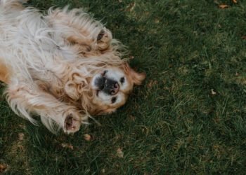 Dog Body Language 101: How to Understand What Your Dog is Saying