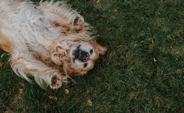 Dog Body Language 101: How to Understand What Your Dog is Saying