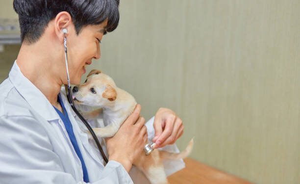 Pepto Bismol for Dogs: Benefits, Dosage, Side Effects, and More