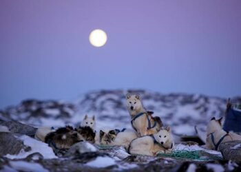 The Mystery of the Moon: Why Do Dogs Howl at the Night Sky?