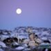 The Mystery of the Moon: Why Do Dogs Howl at the Night Sky?