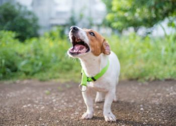 Dog Growling: What It Means and How to Deal with It