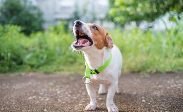 Dog Growling: What It Means and How to Deal with It