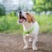 Dog Growling: What It Means and How to Deal with It