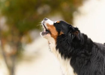 How to Get Your Neighbor’s Dog to Stop Barking: A Diplomatic Approach