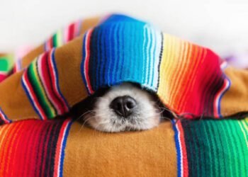 What Your Dog’s Sleeping Positions and Habits Tell You About Their Personality and Health