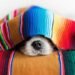 What Your Dog’s Sleeping Positions and Habits Tell You About Their Personality and Health