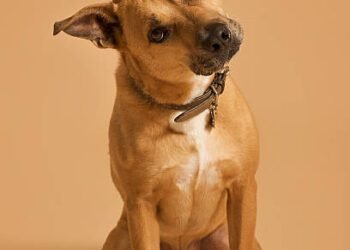 Why Do Dogs Tilt Their Heads? The Science Behind This Adorable Behavior