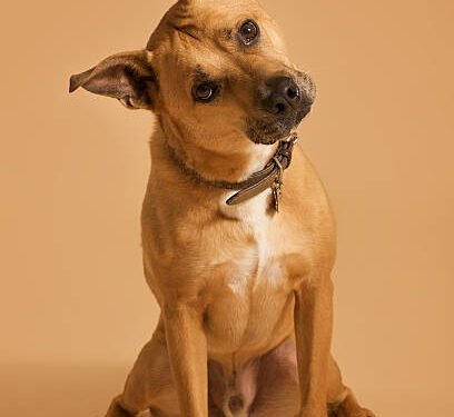 Why Do Dogs Tilt Their Heads? The Science Behind This Adorable Behavior