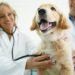 Trazodone for dogs