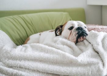 How to Tell If Your Dog Is in Pain and What to Do to Help Them Feel Better