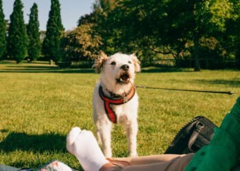 Barking: Why Dogs Do It and How to Stop It