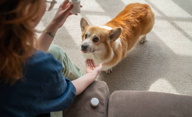 Amoxicillin for Dogs: Benefits, Dosage, Side Effects, and More