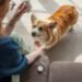Amoxicillin for Dogs: Benefits, Dosage, Side Effects, and More