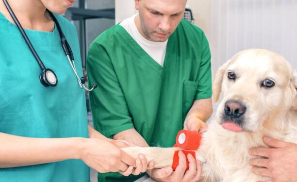 Bactrim for Dogs: Benefits, Dosage, Side Effects, and More