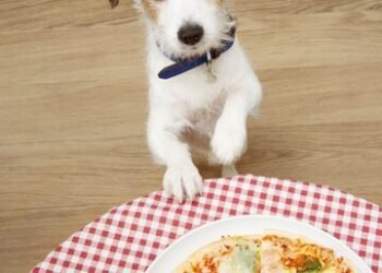 Can Dogs Eat Pizza? Unveiling the Truth About Canine Cuisine