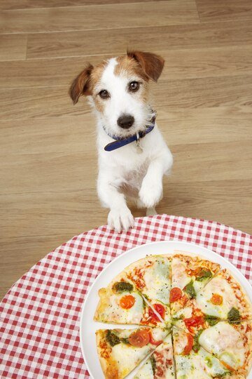 FAQs About Can Dogs Eat Pizza