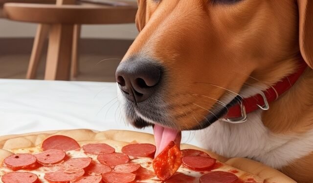 Can Dogs Eat Pepperoni?