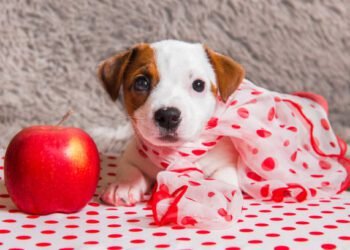 Can Dogs Eat Apples?