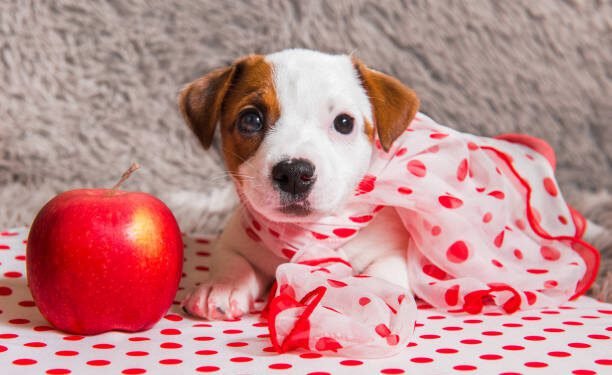 Can Dogs Eat Apples?