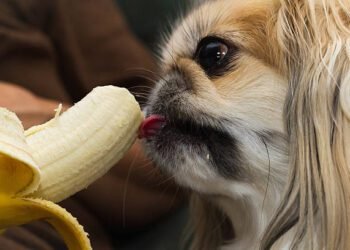 Can Dogs Eat Bananas?