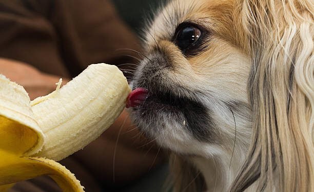 Can Dogs Eat Bananas?