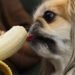 Can Dogs Eat Bananas?