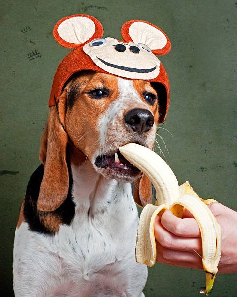 Dogs Eat Bananas faq