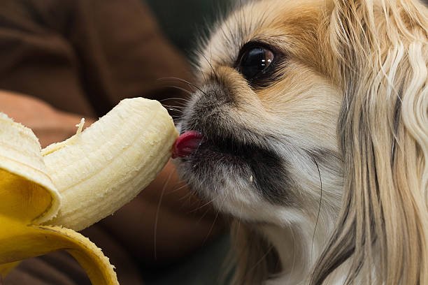 Dogs Eat Bananas