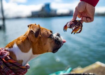 Can Dogs Eat Crab?