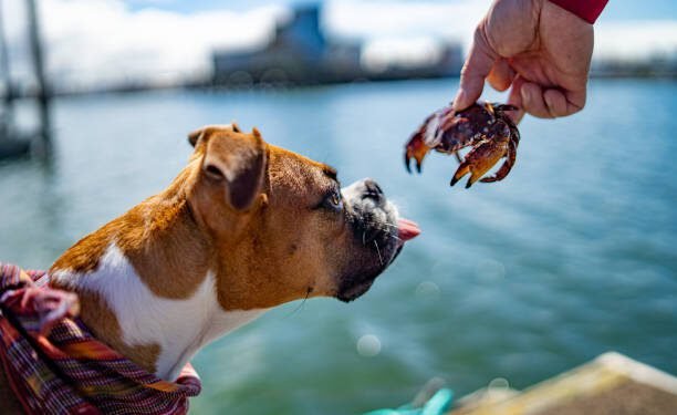 Can Dogs Eat Crab?