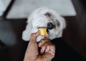 Can Dogs Eat Mango?