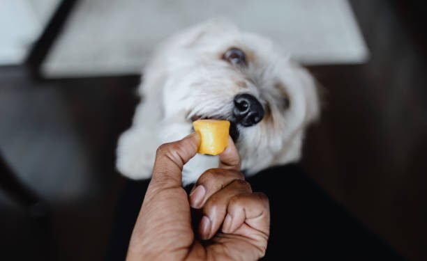 Can Dogs Eat Mango?