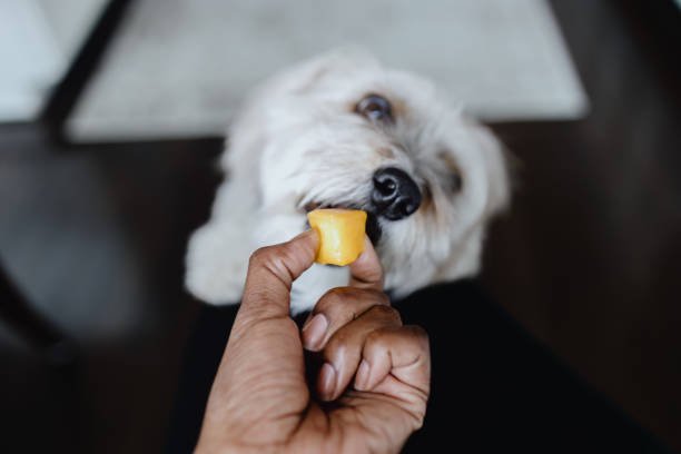 Dogs Eat Mango