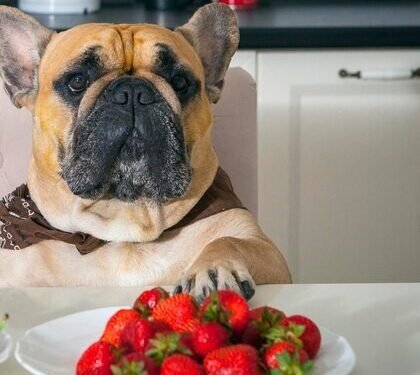 How much strawberries can I feed my dog