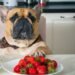 How much strawberries can I feed my dog