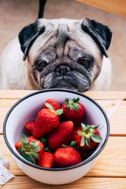 FAQs About Can Dogs Eat Strawberries
