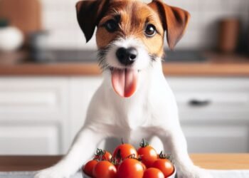 Can Dogs Eat Tomatoes?